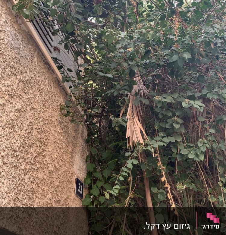 צמח מטפס עם עלים ירוקים וענפים יבשים